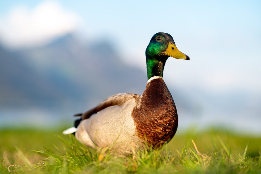 Hochzeit Höfli Stans Hochzeitsfest Seerausch Beckenried
